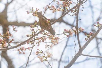 ヒヨドリ、桜、初春