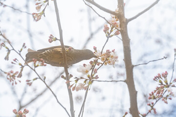 ヒヨドリ、桜、初春