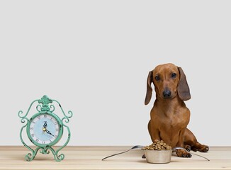 Dachshund hunting dog sits on a white background next to a shiny metal bowl filled with dry food. There is a spoon and a fork nearby. Dinner time.