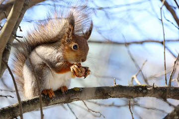 Red squirrel sitting on a tree branch in forest and nibbling hazelnut on blue sky background