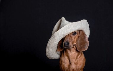 Fashionable dachshund hunting dog in a white straw hat sits on a black background during a fashion...