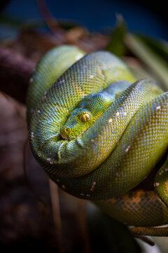 Vertical closeup shot of a green tree python