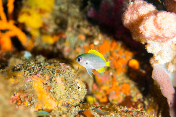 魚　小さい　伊豆　海　ダイビング　ゲッコウスズメダイ