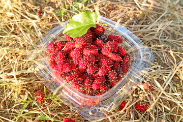 Fresh Picked Mulberry Fruits in a Small Bucket on the Ground with Dry Straw