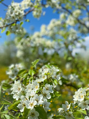 Apple blossoms close up on a sunny spring day