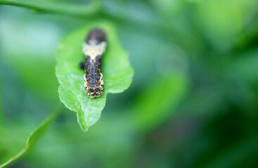 A Lime Swallowtail Caterpillar in the Early 3rd Instar Resting on a Lime Tree Leaf