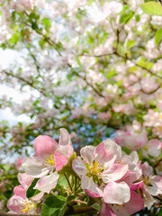 Apple blossoms close up on a sunny spring day