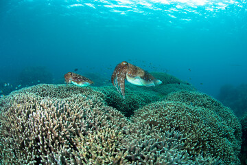 石垣島　海　コブシメ　産卵