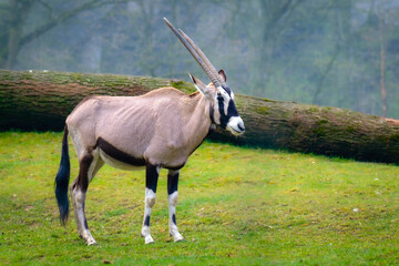 Closeup shot of the gemsbok antelope standing in the field