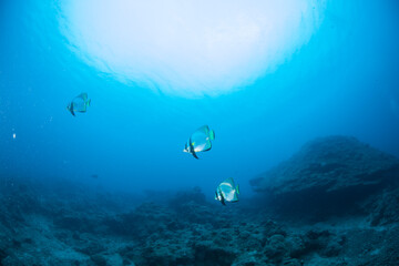 石垣島　海  アカククリ