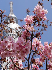 pink cherry blossom with building 