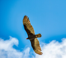 Turkey Vulture in Cuba