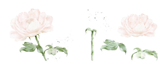 Set of pink rose watercolor elements isolated on white background