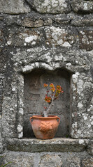 A succulent plant within an alcove of an ancient granite wall on St Mary's the Isles of Scilly Cornwall