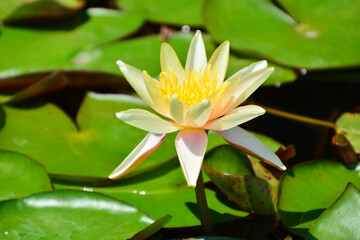 Close-up shot of a water lily blooming on a sunny day. © Steven Schmear/Wirestock Creators