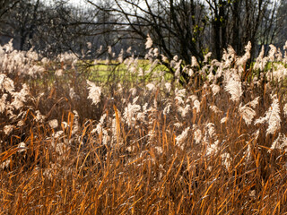 Obraz premium les roseaux