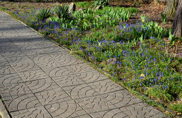 flowerbed with wild flora of blue flower bulbs. concrete paving with a pattern of circles embossed...