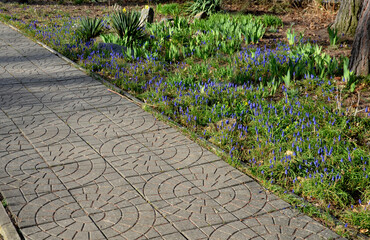 flowerbed with wild flora of blue flower bulbs. concrete paving with a pattern of circles embossed...