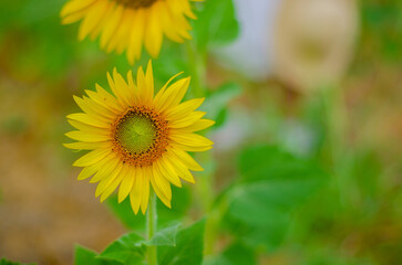 sunflower field in the summer