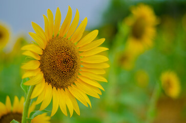 sunflower on the field