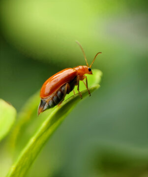 Shallow focus of a red pumpkin beetle on a green leaf with a blurry background