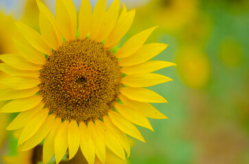 sunflower on the field