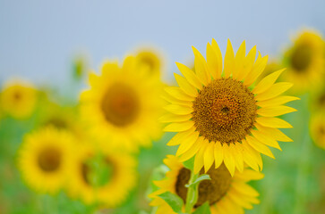 Fototapeta premium sunflower on the field