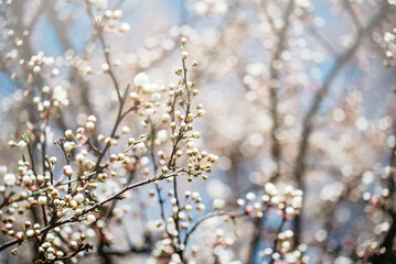Spring background with blooming white cherry flowers. Floral abstract background of nature. Branches of blossoming cherry macro with soft focus. Easter and spring greeting cards. Springtime
