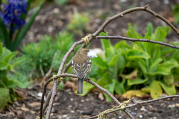 pretty chaffinch perched on a plant in the the garden with a feather in its beak