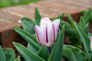 close up of a beautiful creamy white tulip with a purple stripe