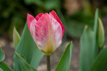 close up of a beautiful bright pink tulip