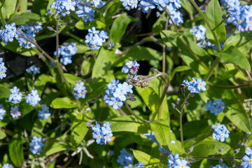 Fototapeta premium forget me nots a symbol of true love and respect