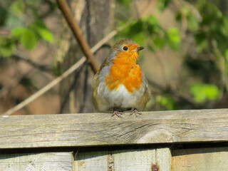 beautiful robin perched on a fence in spring sunshine