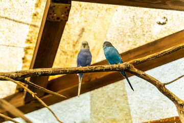 Parakeets inside an aviary at La Mortella Garden, Ischia, Italy