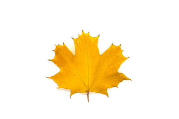 Naklejka na ściany i meble Yellow maple leaf on a white background