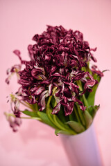 bouquet of dying tulips on pink background