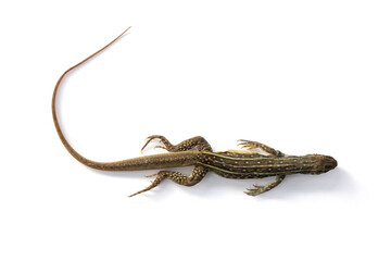 Top view of Died Common butterfly agama lizard or Leiolepis belliana has long tail brown  and orange belly with spots isolated on white background included clipping path.