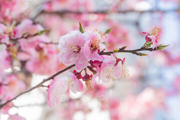 Fototapeta na wymiar 桜、初春