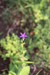 夏の山野草。ヒナキキョウソウ。