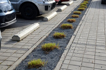 parking in the parking lot at the flowerbed in the shape of a lane with trimmed ornamental grasses. Concrete stops for vehicles when parking. the wheel rests on the concrete sleeper and stops it © Michal