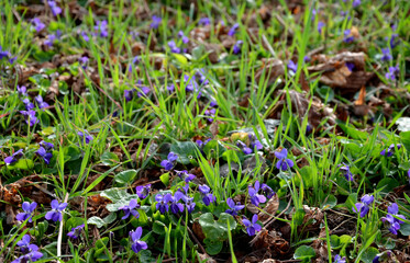 flowering plant in the viola family, native to Europe and Asia. This small hardy herbaceous...