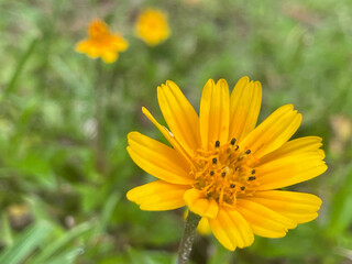 yellow flower