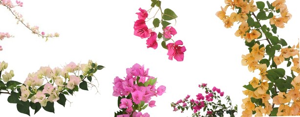 Set of Bougainvilleas branch on white background.

