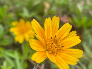 yellow flower in the garden