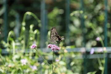 花の蜜を吸うアゲハチョウ