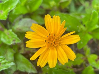 yellow flower in the garden