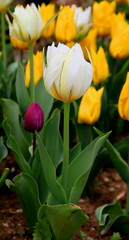 Obraz premium White tulip in full bloom close up on a meadow among yellow and purple tulips in Emirgan Park during the Tulip Festival in Istanbul, Turkey