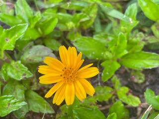 yellow flowers in the garden