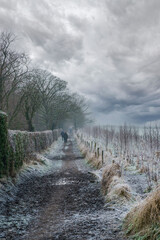 A muddy footpath lined with hedges and trees is lined with atmospheric gray clouds as ramblers stroll along it on a cold, frosty morning in winter. - obrazy, fototapety, plakaty