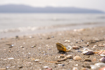 Green leaf on the stone on a beach sand. High quality photo